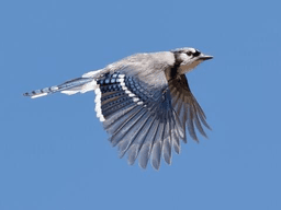 bluejay flying