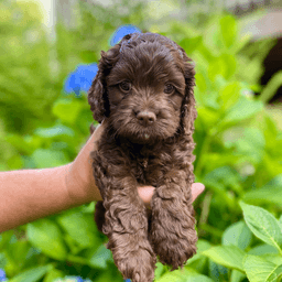 chocolate cockapoo puppt